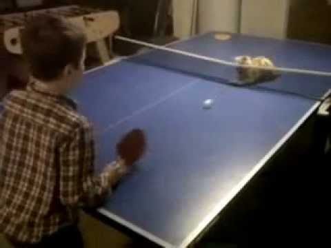 Ping Pong Katze